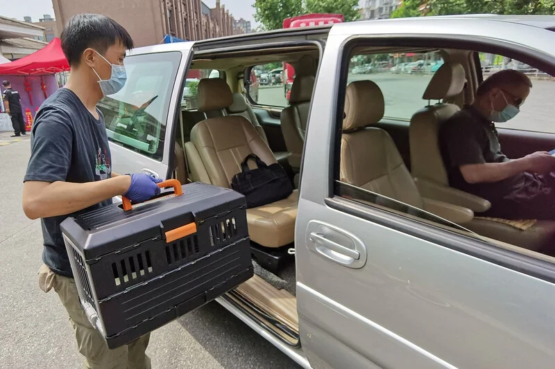 上海林业部门工作人员将“吉祥”放到车辆上，立即送往上海动物园