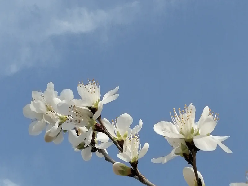 满满干货（描写梨花的古诗10首）关于梨花的诗,小学 第8张