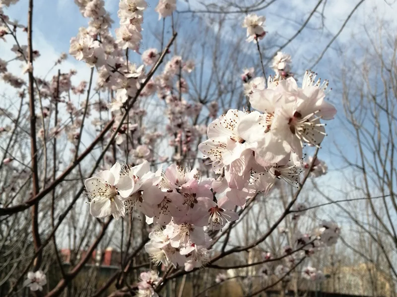 满满干货（描写梨花的古诗10首）关于梨花的诗,小学 第5张