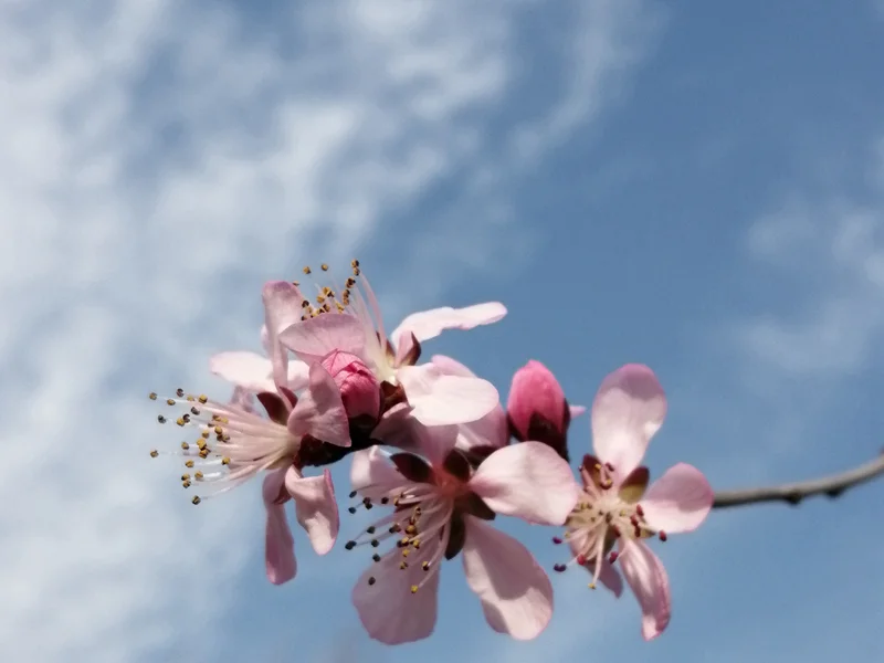 满满干货（描写梨花的古诗10首）关于梨花的诗,小学 第7张