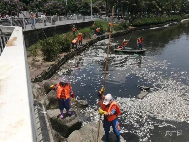 5月12日，海口市红城湖出现大量死鱼，环卫工人正在打捞（央广网记者 付美斌 摄）