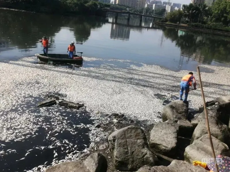 5月12日，海口市红城湖出现大量死鱼，环卫工人正在打捞（央广网记者 付美斌 摄）