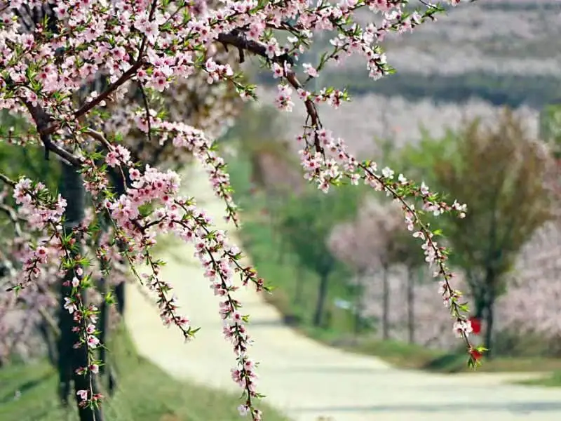 朵朵粉嫩铺满小路，春的气息铺面而来。田文娟摄