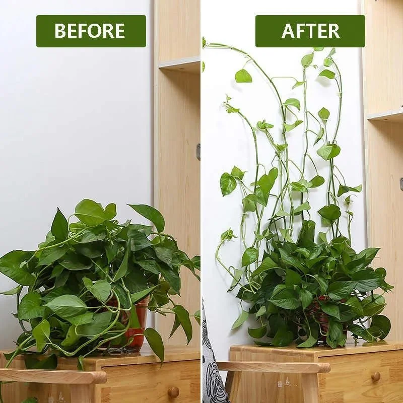 用这6种不同的方法，让盆栽绿植在墙上攀爬生长-怎么让植物爬墙