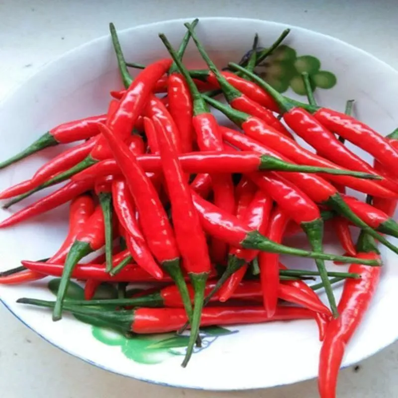 新鲜辣椒四川小米椒超辣土红椒朝天椒小尖椒新鲜小米辣(特辣) 3斤装【价格图片品牌报价】-苏宁易购