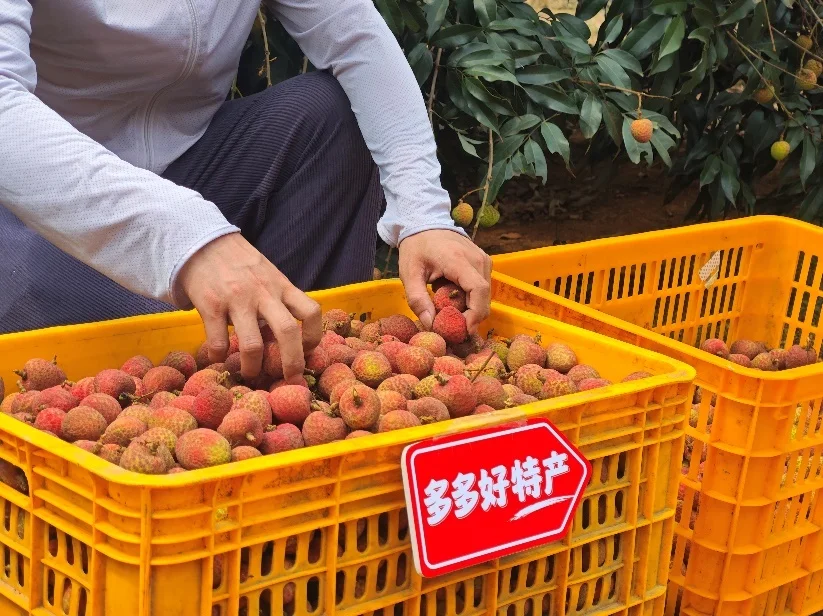 “2025多多好特产”专项深入数十个农产区，助力各地农户增产增收。