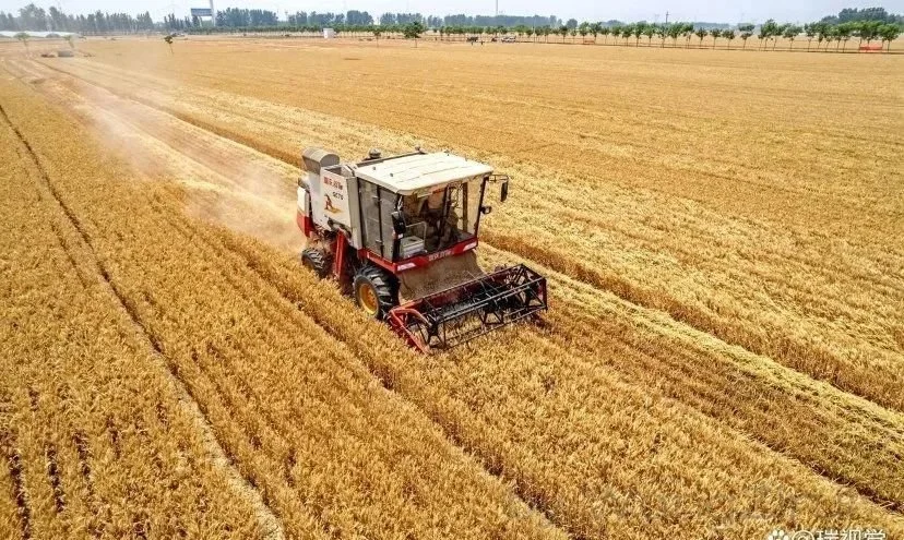 唐驳虎：麦收时节频降雨，背后是小麦在中国的“水土不服”