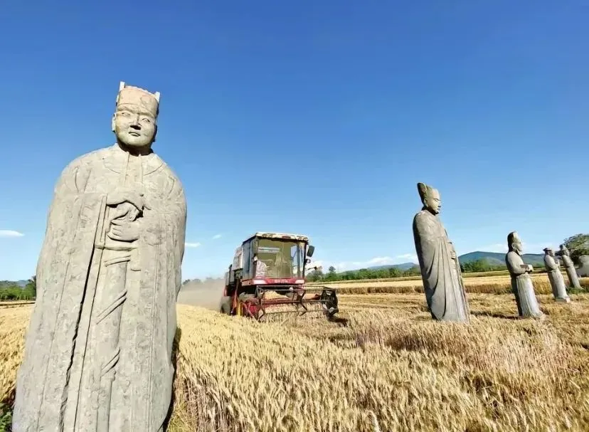 | 巩义宋陵麦田。图by小红书博主@巩义北宋皇陵