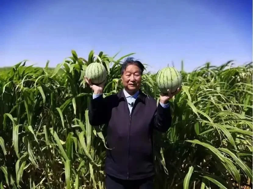 ·林占熺在内蒙古阿拉善菌草治沙基地察看农作物生长情况。