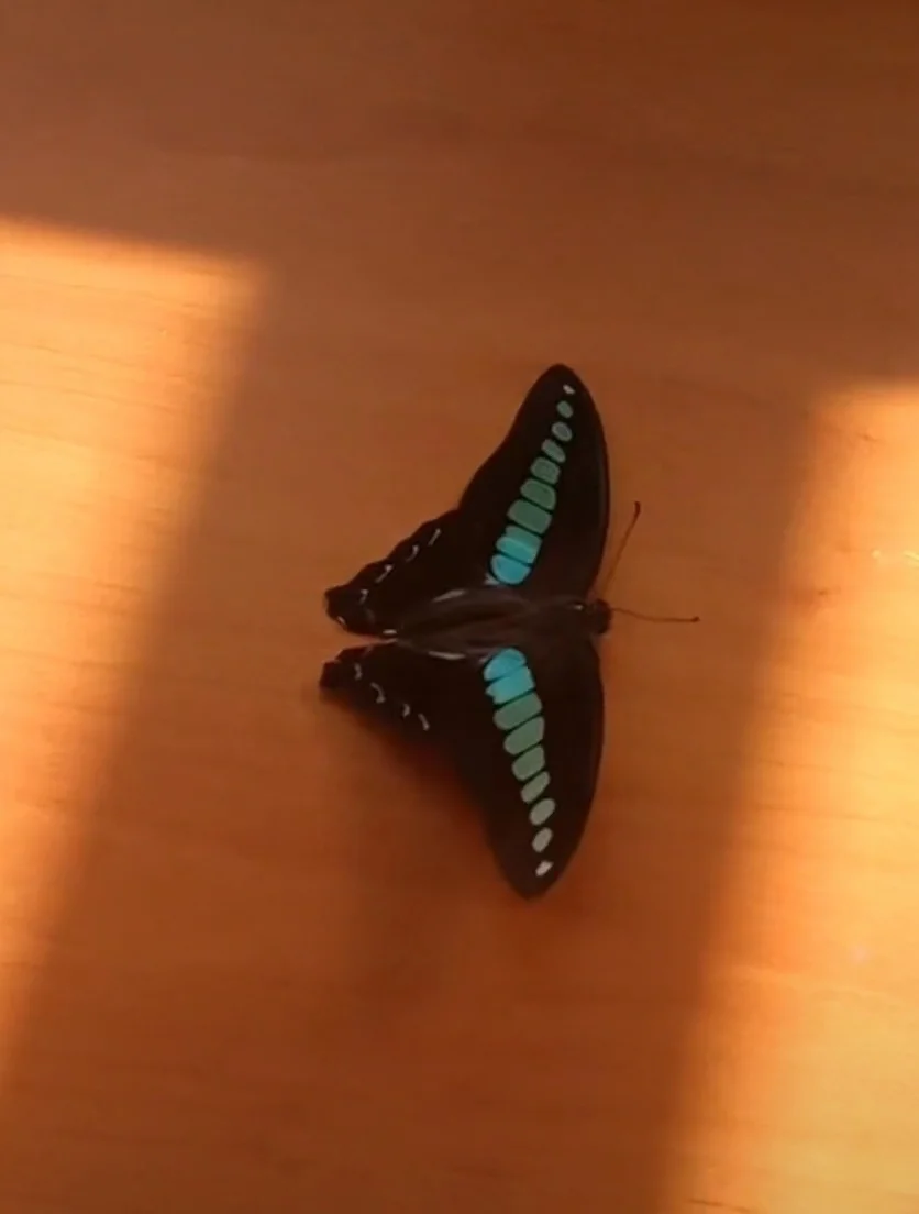 赵伟用短视频记录的蝴蝶。图源：赵伟社交平台