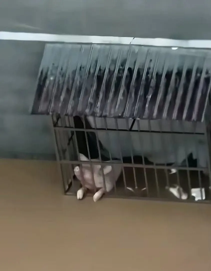 小优视频中,顽强活下来的小猪/图源:视频截图