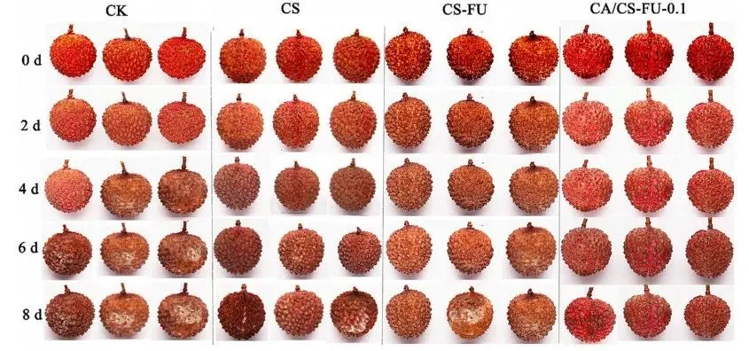 岭南师范大学刘锴栋团队利用壳聚糖（CS）和氧化褐藻糖胶（CS-FU）以及包封肉桂醛（CA） 制备的一种可食用复合薄膜可以显著提高荔枝的保鲜时间（>8 天）（文献图片）