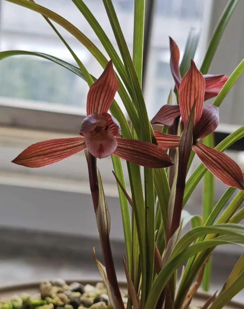 日本春蘭★赤とんぼ★赤花★真っ赤★6本★花芽1つ 日本春蘭☆赤とんぼ☆赤花☆真っ赤☆6本☆花芽1つ - メルカリ
