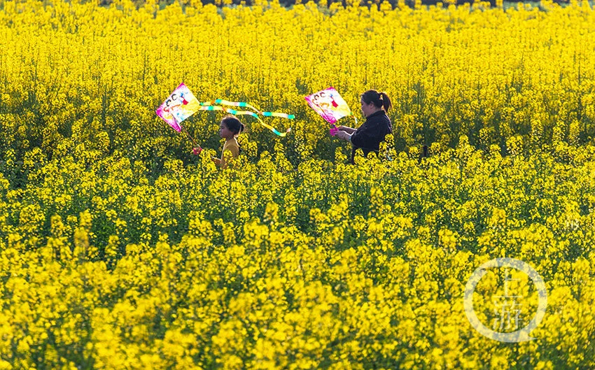 重庆最美女孩（重庆最美女孩为啥吓人） 第4张