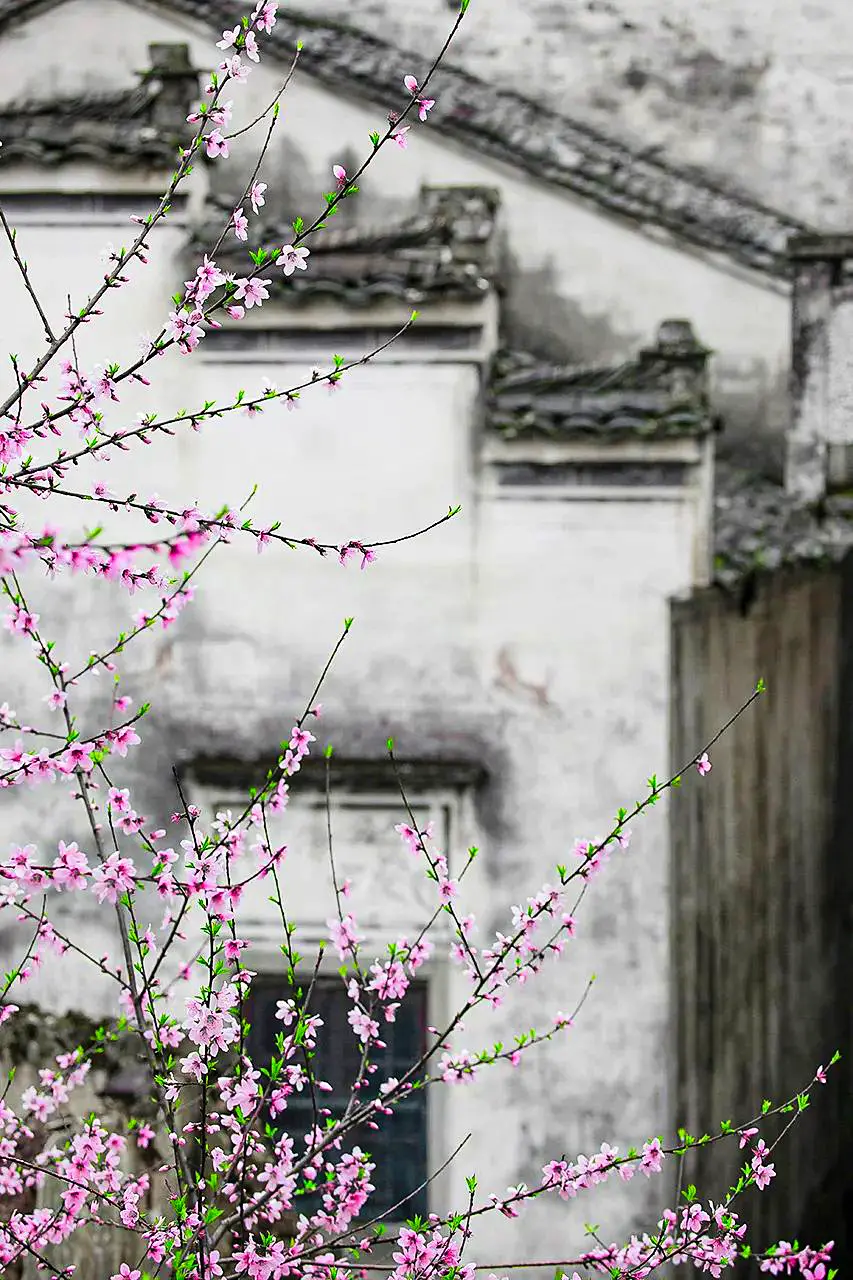 春日的桃花，与白墙黑瓦相映成趣。摄影/方托马斯