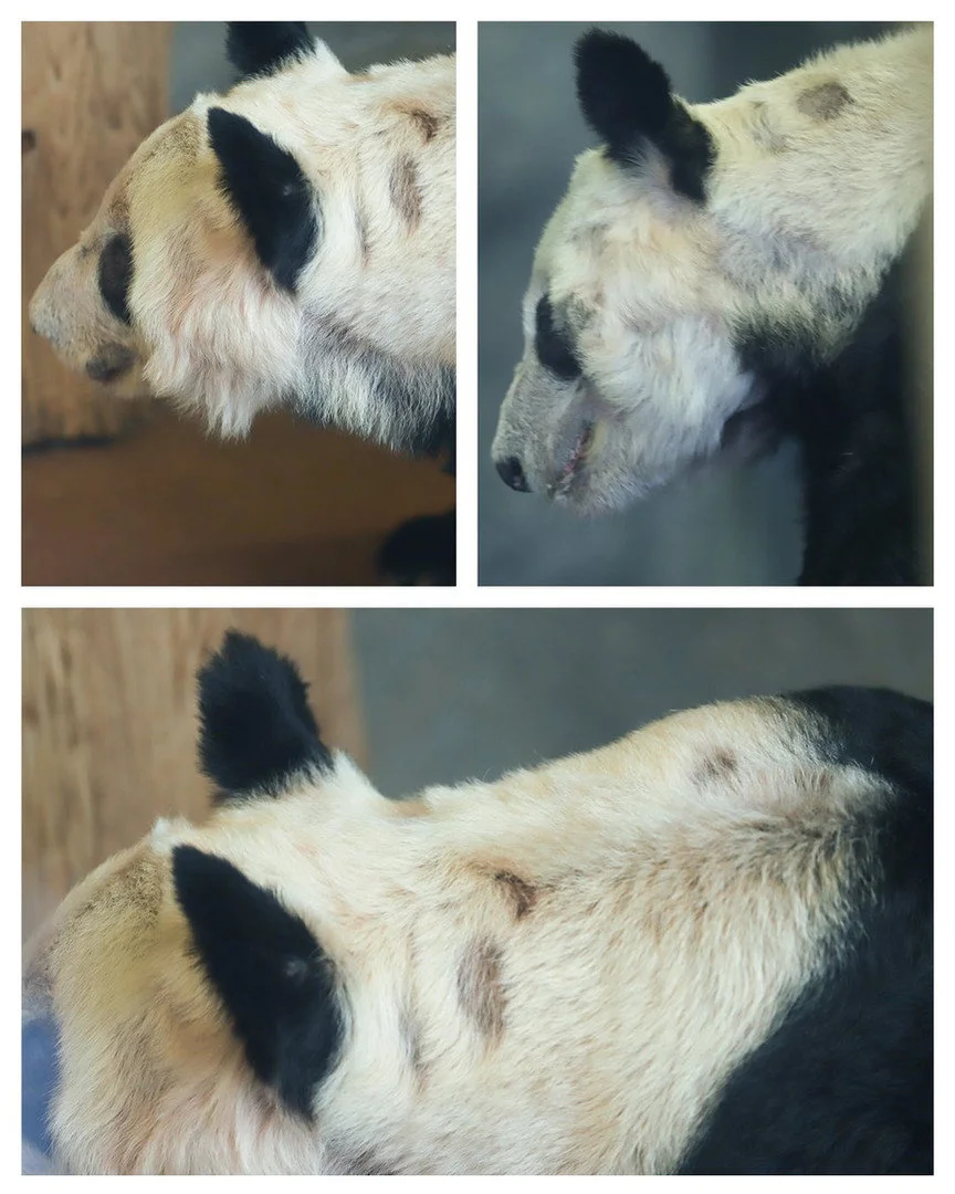 大熊猫“丫丫”身上的皮肤病。网络 图
