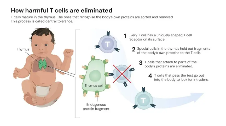图3. 有害T细胞如何被清除 | 诺贝尔生理学或医学奖委员会 插图：Mattias Karlén