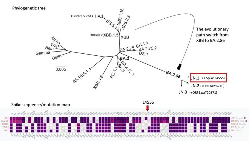 新冠病毒的进化树，其中标红框的为 JN.1（图源：Forbes）