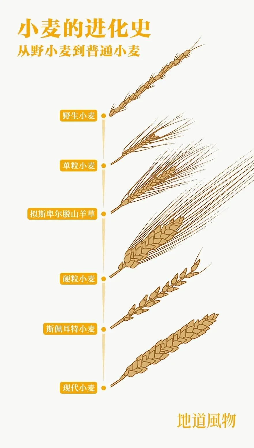 人类驯化小麦的历史十分漫长，1万年前，小麦还不过是野草中的一种，如今，小麦已经成为全球播种量最大、产量最多、分布最广的粮食作物。 制图/刘航