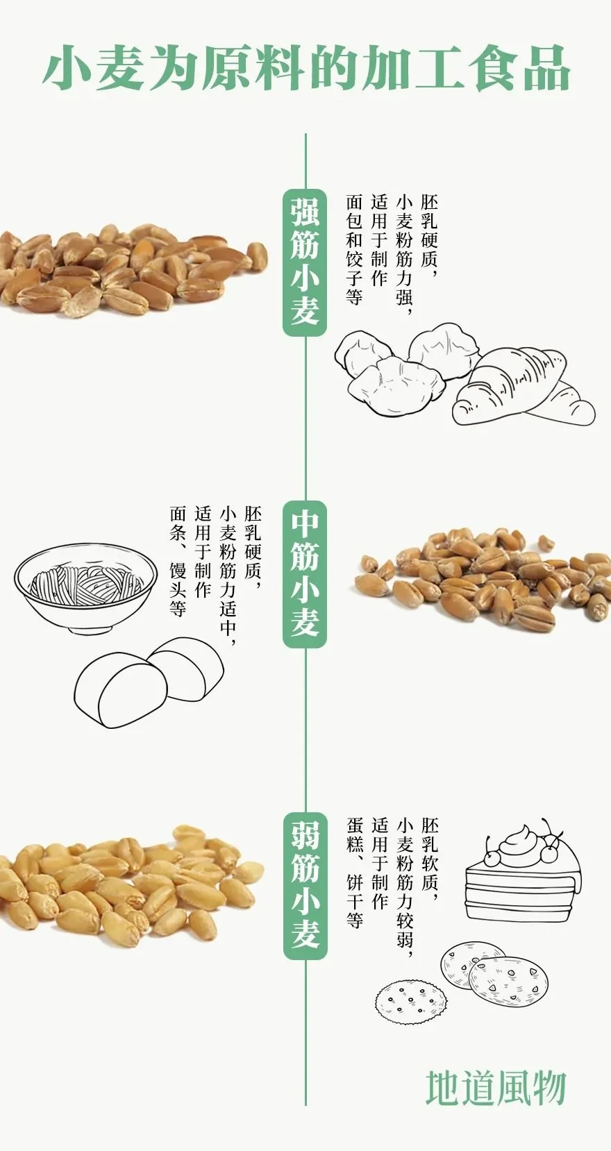 不同品种的小麦适合制作不同的食物。制图/刘航