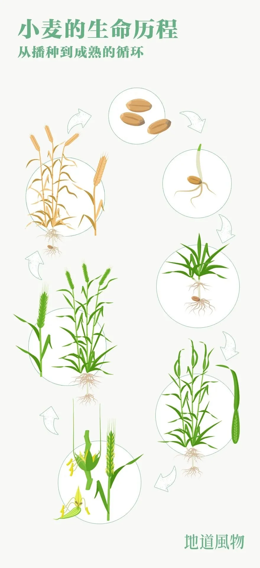 小麦一生会经历种子萌芽、出苗、生根、长叶、拔节、孕穗、抽穗、开花、结实，到产生新的种子；小麦从播种到成熟一般需要230-270天。 制图/刘航
