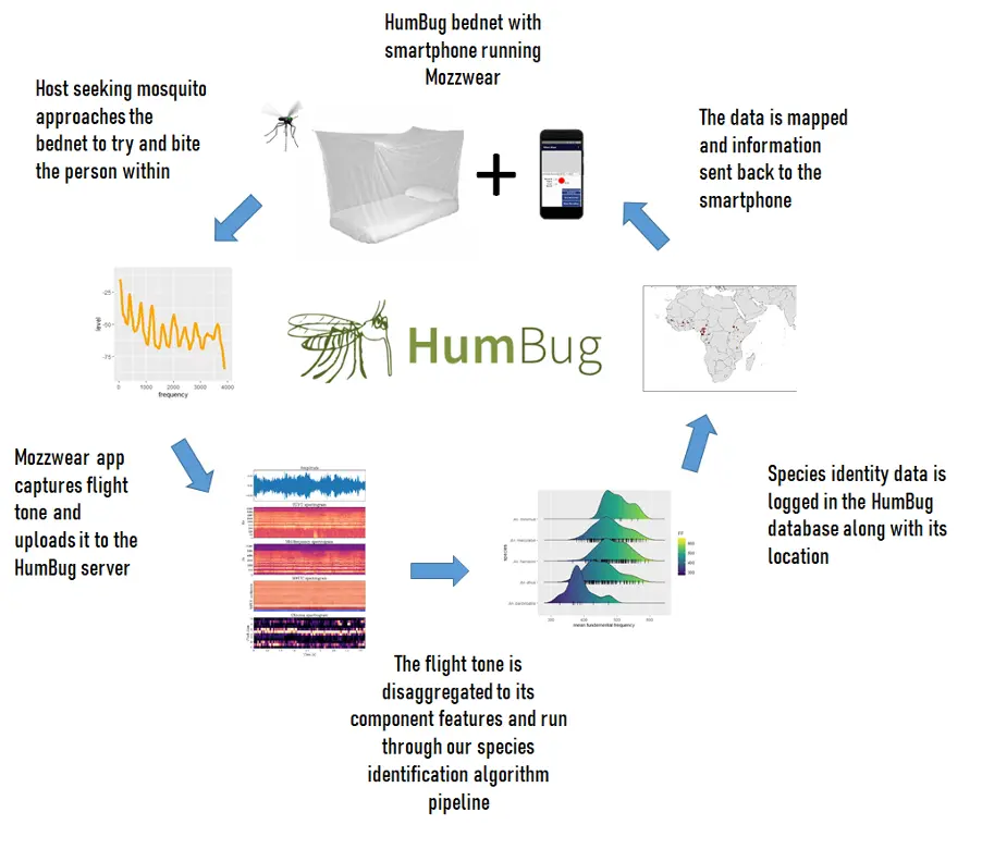 HumBug 项目具体工作流程