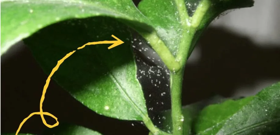 家里的盆栽绿植不小心感染红蜘蛛，没有喷药，用这几种方法解决-绿植有红蜘蛛用什么药