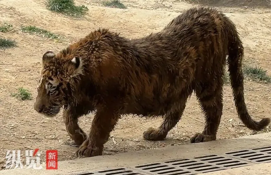老虎又瘦又脏、走路打晃，景区：不存在虐待