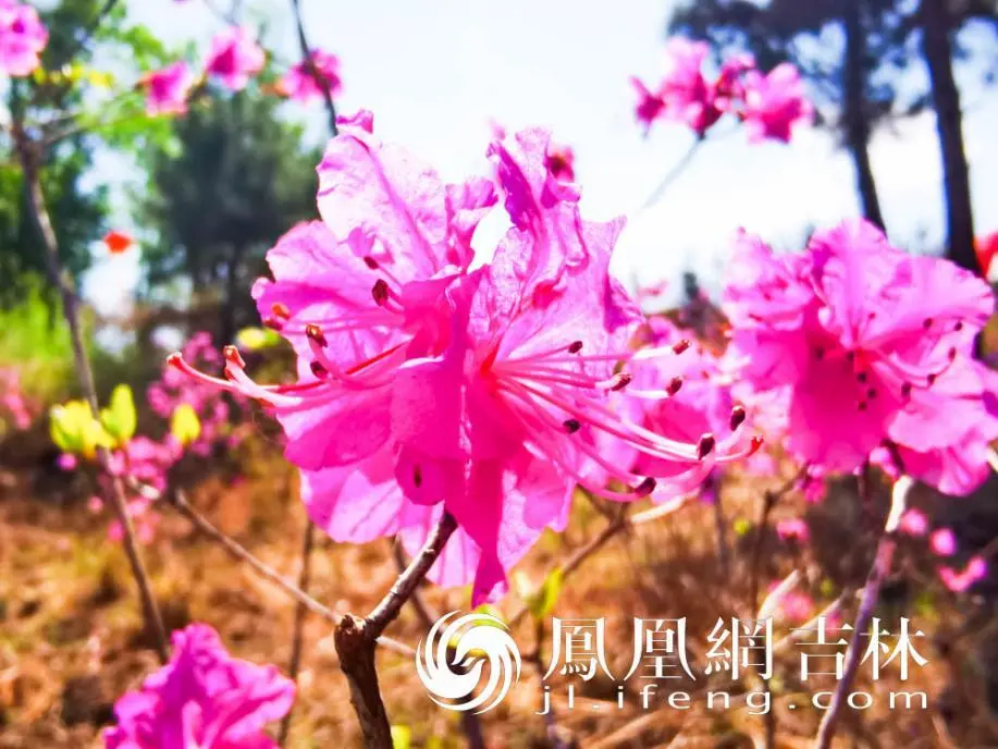 绽放的金达莱花。