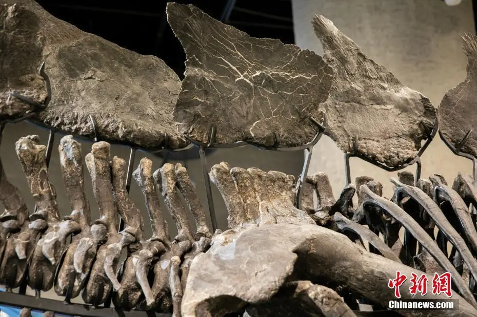 化石 恐竜　博物館級!! Platecarpus ptychodon !貴重!! 化石 恐竜博物館級!! Platecarpus ptychodon !貴重!!