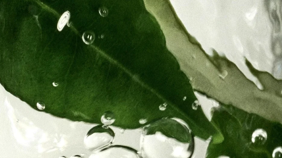 fresh馥蕾诗新品红茶「普拉提」精华重磅登陆天猫小黑盒