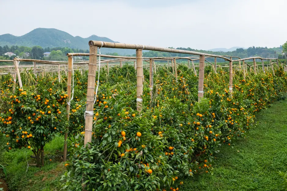 2022年，广西柑橘产量保持全国第一，约占全国总量的四分之一 / 图虫创意