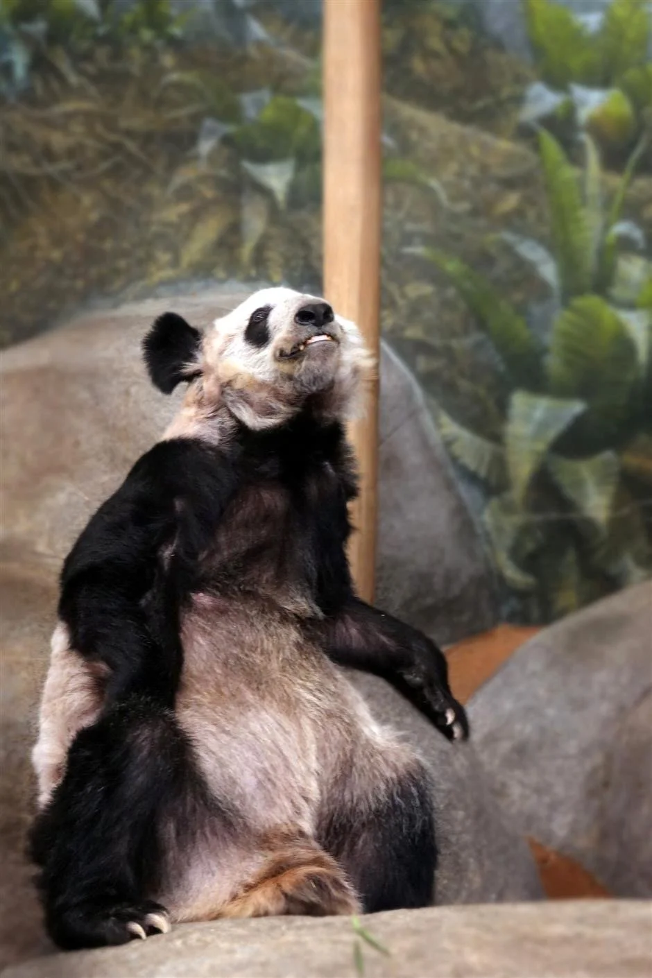 2020年10月18日，美国孟菲斯动物园，“丫丫”在吃竹子。