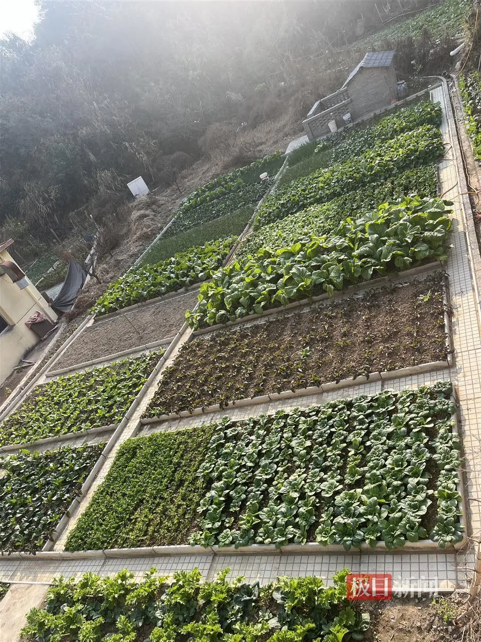 龚雨欣家的菜园种了多种蔬菜，也是给学生准备的