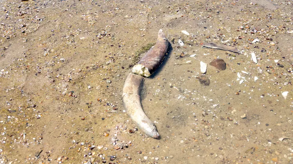 多瑙河见底“猛犸遗骸”浮现 热旱危机升级 席卷欧洲