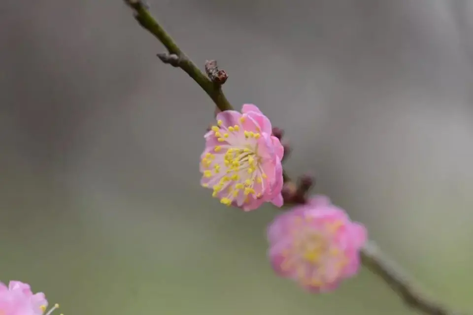 不要告诉别人（凌寒独自开）凌寒独自开是一种孤傲的潇洒仿写句子 第2张