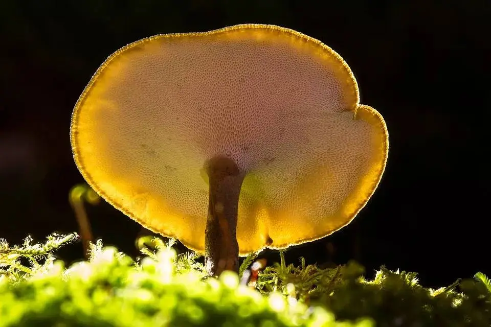 一篇读懂（曹植的白马篇译文及赏析）曹植的白马篇塑造了怎样的人物形象 第5张