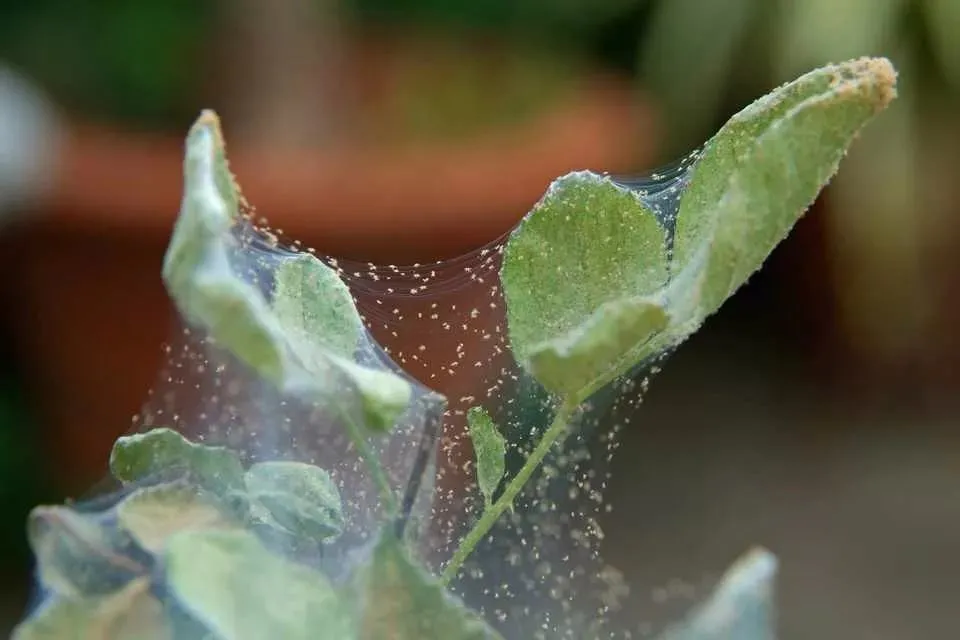 家里的盆栽绿植不小心感染红蜘蛛，没有喷药，用这几种方法解决-绿植有红蜘蛛用什么药