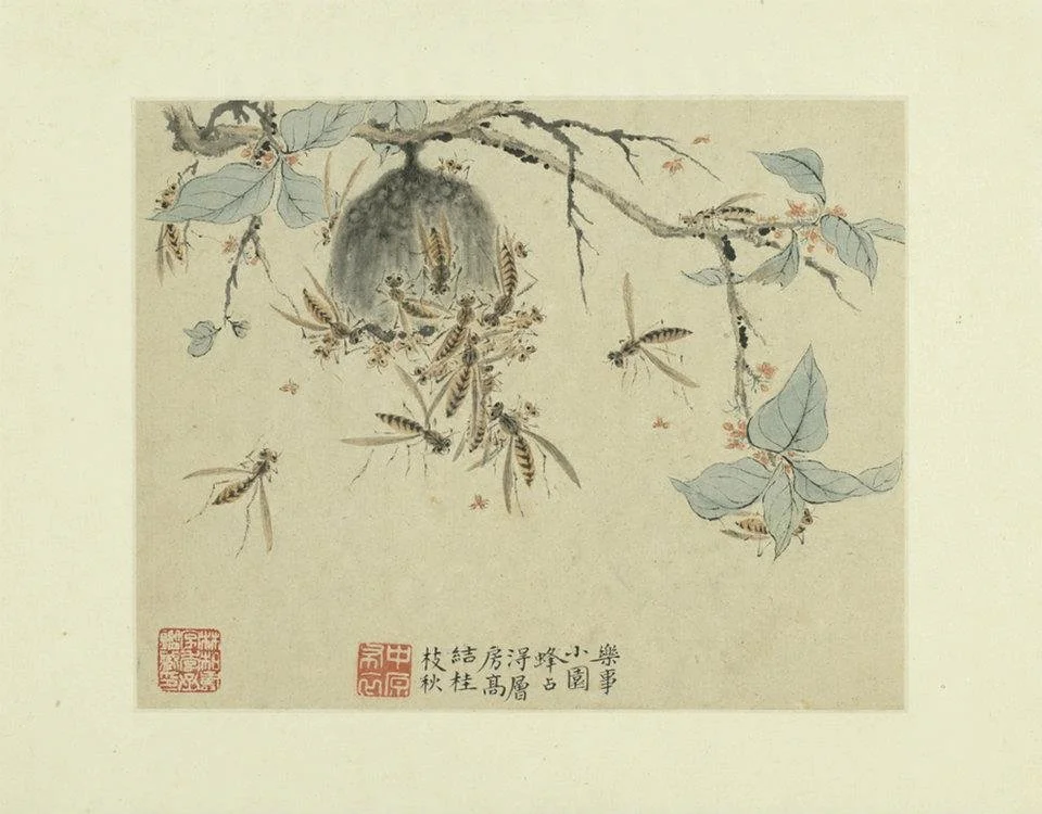 华喦写生册 下冊 第七幅 蜂房 20.2×25.4公分 兰千山馆寄存台北故宮博物院