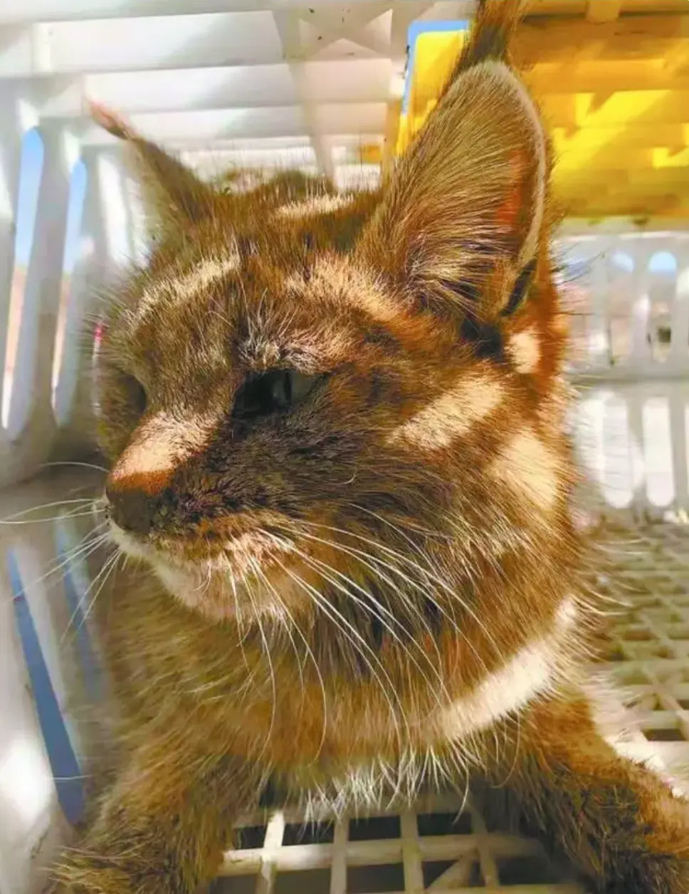 被救助的荒漠猫“黄老太” 图源|青海野生动物救护繁育中心