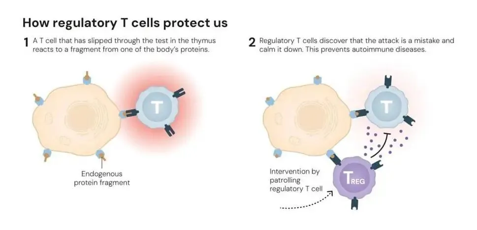 插图：调节性 T 细胞如何保护我们