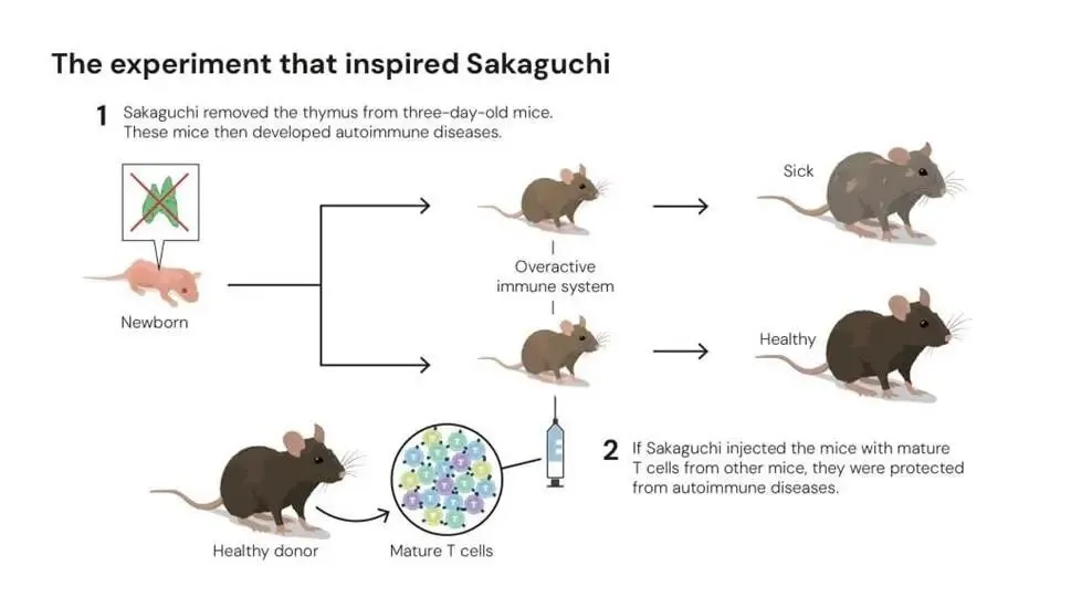 Illustration: The experiment that inspired Sakaguchi