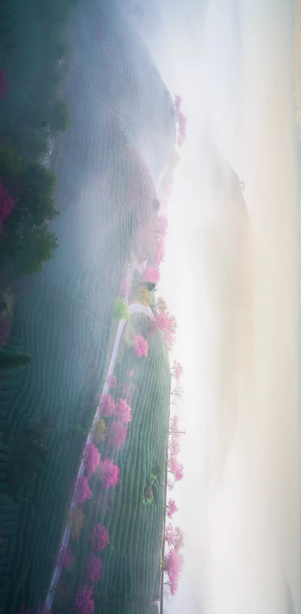 永福台品樱花茶园，粉红的樱花树点缀于茶田间。摄影/卢鸣浪