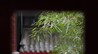 一日禅：春来花自青