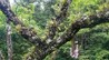 井冈山保护区一棵树上两种“神草”同时开花