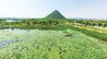 初夏荷香绕 济南华山湖成纳凉胜地