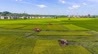 破解水稻“虫害”难题，新余绿色防控示范片亩产1200斤