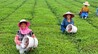 泰和县：茶园施肥管护忙（图）