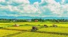 巴渝粮仓“丰”景正好——梁平平坝、山地、浅丘、深丘地貌水稻秋收一线见闻