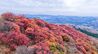 红叶热烈，荻花轻盈，济南丁子寨秋日山野美出圈
